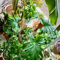 観葉植物,水やり,インテリアグリーン,日向ぼっこ,観葉植物のある暮らしの画像