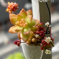 黄麗,タイトゴメ,桃太郎,ホワイトストーンクロプ,玉稚児の画像