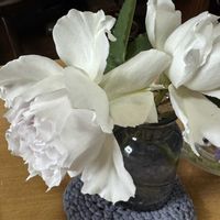 エリゲロン,バラ　ガブリエル,バラ　ガブリエルの画像