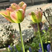 レウィシア,クリーピング タイム,チューリップ　グリーンランド,出会いに感謝♡,庭の画像