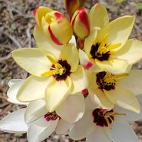 イキシアの画像