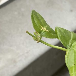 茉莉花 マツリカ 八重咲き ピカケ ジャスミン,お花,成長記録,花のある暮らし,みどりのある暮らしの画像