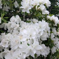 ジャーマンアイリス,斑入り　アベリア　コンフェッティ,リビング,花のある暮らし,クリスマスマスローズの画像