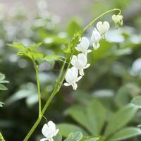 タイツリソウ,ティアレア,ジエビネの画像