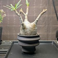 パキポディウム,パキポディウム・グラキリス,パキポディウム属,休眠明け,#パキポディウム•グラキリスの画像