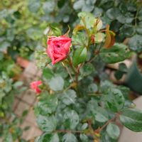 バラ,種まき,家庭菜園,玄関アプローチの画像