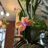 パパイヤ,パナナ,吊り下げトマト,家庭菜園の画像