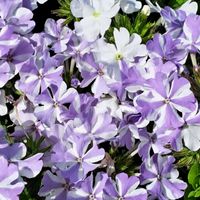 バーベナ,スーパーベナ アイストゥインクル,地植え,PW,アイストゥインクルの画像