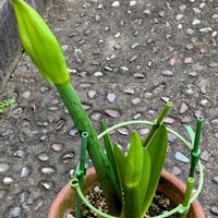 アマリリス,バビアナストリクタ,花のある暮らし,ありがとう❤️,花に魅せられての画像