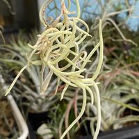 チランジア,エアプランツ,エアープランツ/チランジア,まりおお迎え記録の画像