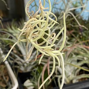 チランジア,エアプランツ,エアープランツ/チランジア,まりおお迎え記録の画像