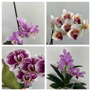 Phalaenopsis Miracle,Phalaenopsis Jiaho's Pink Girl 'Sakuran',Phalaenopsis Hualien PinkGalaxy '272' peloric,Phalaenopsis Sparkler,水栽培の画像
