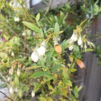 アセビ,ガーベラ,ナデシコ,セイヨウイワナンテン,ビルベリーの花の画像