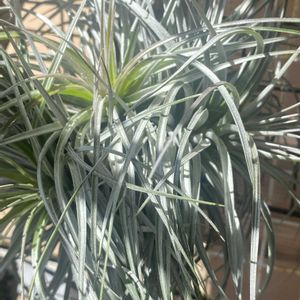 チランジア,エアプランツ,エアープランツ/チランジアの画像