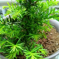 ガジュマル,胡蝶蘭,デンドロビューム,アボカド鉢植え,ベランダの画像