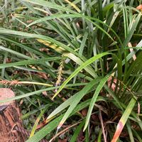 リュウノヒゲの画像