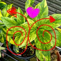 クリスマスローズ,セローム,斑入りクリスマスローズ,黄斑入りセローム,モンステラ ボルシギアナ オーレアの画像