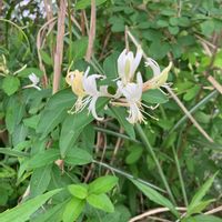 スイカズラの画像