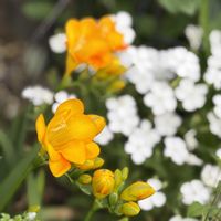 フリージアの画像