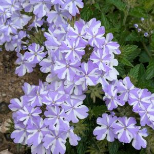 癒し,季節の花,季節を楽しむ,花が好き,成長の画像