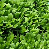 野菜,いやし,うまいんだよ!,家庭菜園,庭の画像