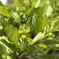 サンザシ,須磨離宮公園,お花見散歩の画像