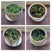 グリーン,室内,窓辺の画像