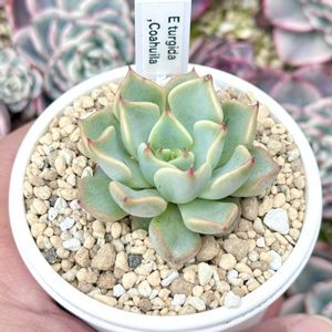 エケベリア ツルギダ,成長記録 ツルギダ,エケベリア ツルギダ コアウイラ,神奈川タニラー,多肉男子の画像