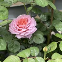 乙女心,スーパーベナ アイストゥインクル,バラ アイスフォーゲル,毎年ありがとう,お花は癒しの画像