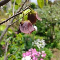 ポポー,実のなる木,ミッチの会の画像