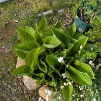 ギボウシ（ホスタ）,ナチュラルガーデン,庭の画像