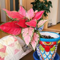 アグラオネマ,観葉植物の画像