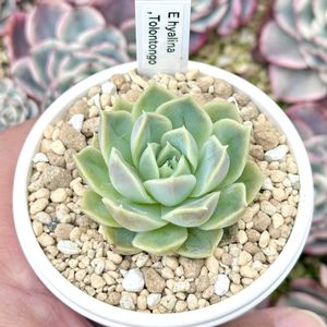 成長記録 ヒアリナ トラントンゴ,エケベリア ヒアリナ トラントンゴ,神奈川タニラー,多肉男子,エケベリア原種の画像