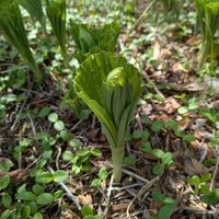 クマガイソウの画像