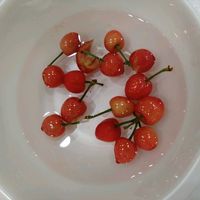 サクランボ,果樹の画像