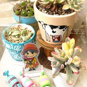 オダマキ,ミヤマオダマキ,西洋オダマキ,センペルビウム ワルシャワ,センペルビウムの画像