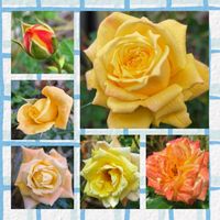 トロピカルシャーベット,バラを楽しむ,咲いてくれてありがとう❤,おうち園芸,小さな庭の画像