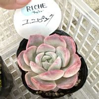 エケベリア,ユニピンク,多肉植物,高額多肉,庭の画像