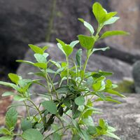 アガパンサス,アジュガ,チェリーセージ,ノースポール,ハツユキカズラの画像