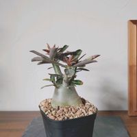 アデニウム,アデニウム,塊根植物,実生,実生苗の画像