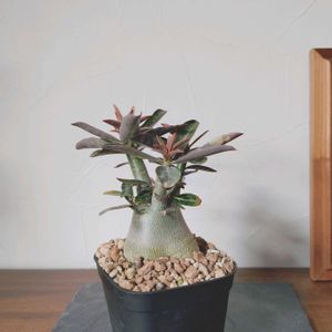 アデニウム,アデニウム,塊根植物,実生,実生苗の画像