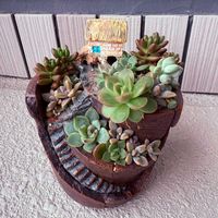 セダム,エケベリア,寄せ植え,多肉植物,多肉植物寄せ植えの画像