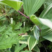 オニユリ,カサブランカ,ナルコユリ,スカシユリの画像