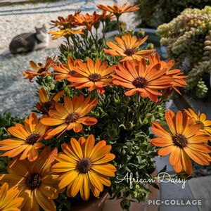 カレンデュラ 冬しらず,地域ネコ,オステオスぺルマム,今庭,鉢植えの画像