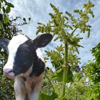 ルバーブ,エルダーフラワー,西洋ニワトコ,我が家の畑,畑の花の画像