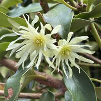 シキミ,シキミ,花壇,ガーデニング,庭木の画像