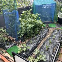 家庭菜園の画像