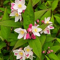 アジュガ,アマドコロ,セッコク,ヒメウツギ,岩松の画像