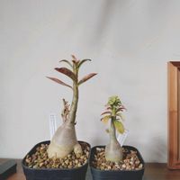 アデニウム,塊根植物,花芽,実生,実生苗の画像