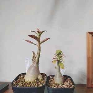 アデニウム,塊根植物,花芽,実生,実生苗の画像